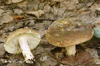 Russula squalida image