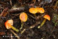 Hygrocybe minutula image