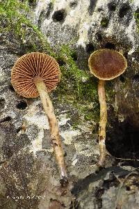 Cortinarius saniosus image