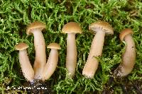 Hygrocybe deceptiva image