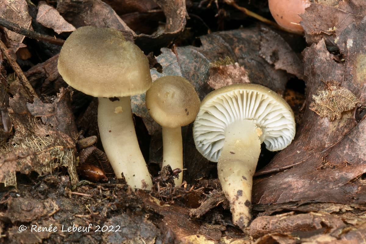 Hygrocybe atro-olivacea image