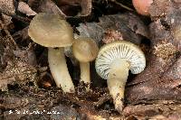 Image of Hygrocybe atro-olivacea