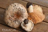 Lactarius pseudodeceptivus image