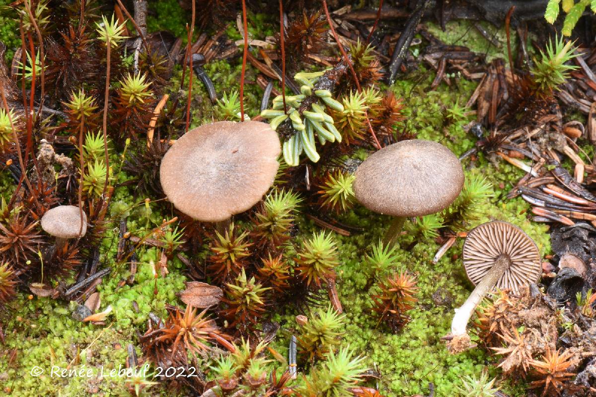 Entoloma inutile image