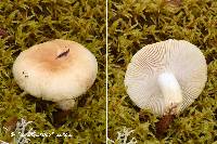 Russula pallescens image