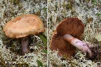 Cortinarius porphyropus image