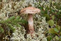 Cortinarius suberi image