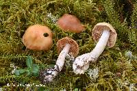 Cortinarius armeniacus image