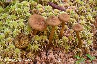 Cortinarius chrysolitus image