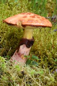 Suillus spectabilis image