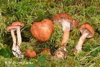 Hydnum quebecense image