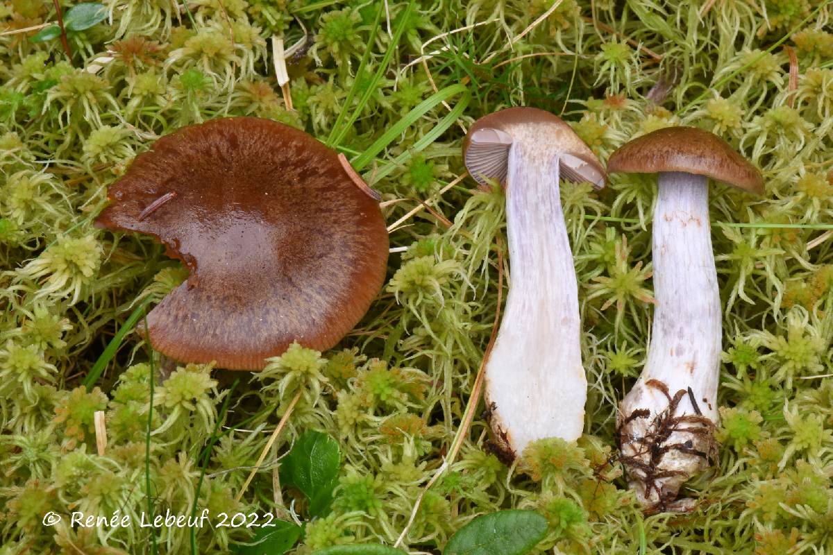 Cortinarius herpeticus f. altaicus image