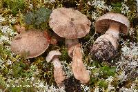 Cortinarius suberi image