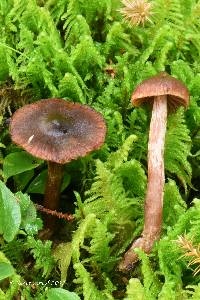 Cortinarius cicindela image