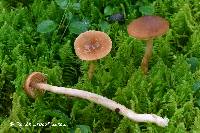 Cortinarius abiegnus image