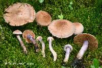 Cortinarius venustus image