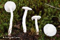 Hygrophorus piceae image