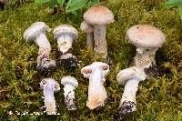 Cortinarius rusticus image