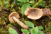 Cortinarius ochrophyllus image