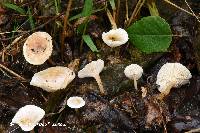 Leucocybe candicans image