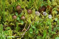 Mycena megaspora image