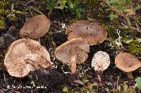 Inocybe soluta image