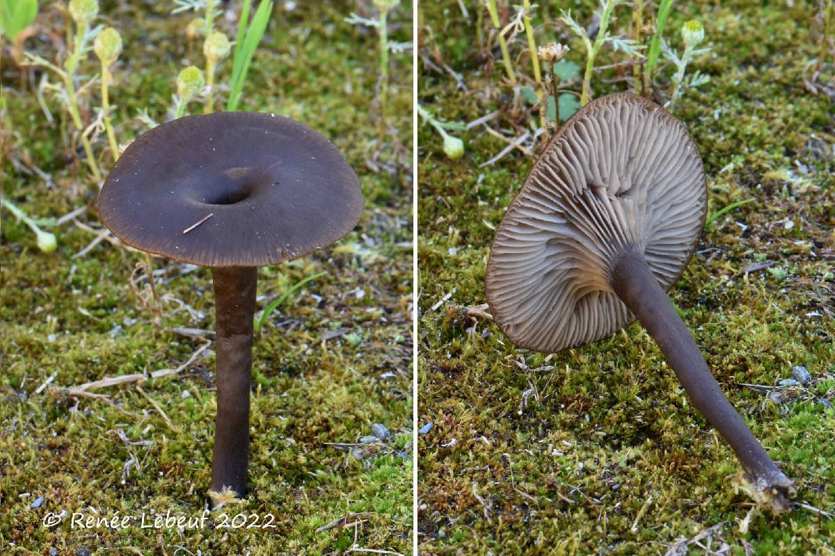 Arrhenia telmatiaea image