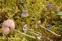 Entoloma fernandae image