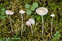 Mycena adonis var. adonis image