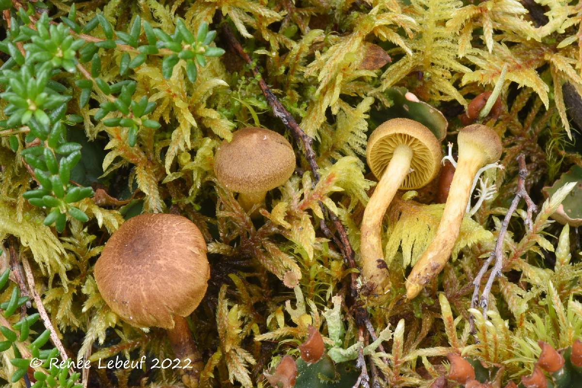 Cortinarius holoxanthus image