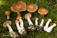 Cortinarius armeniacus image