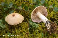 Cortinarius leucophanes image