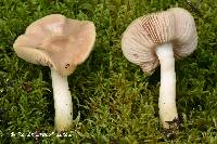 Entoloma majaloides image