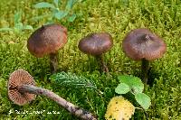 Cortinarius glandicolor image