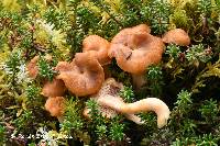 Hydnum quebecense image