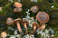 Cortinarius semivestitus image