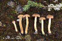 Cortinarius bayeri image