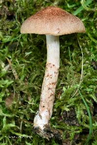 Cortinarius affinis image