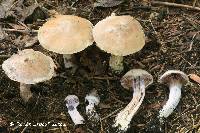 Cortinarius saturninus image