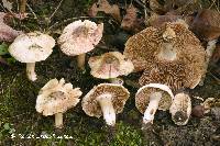 Inocybe dulciolens image