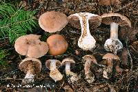 Cortinarius bivelosimilis image