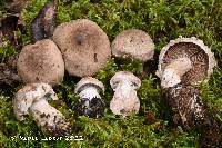 Cortinarius rusticus image