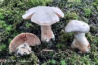 Cortinarius diosmus image