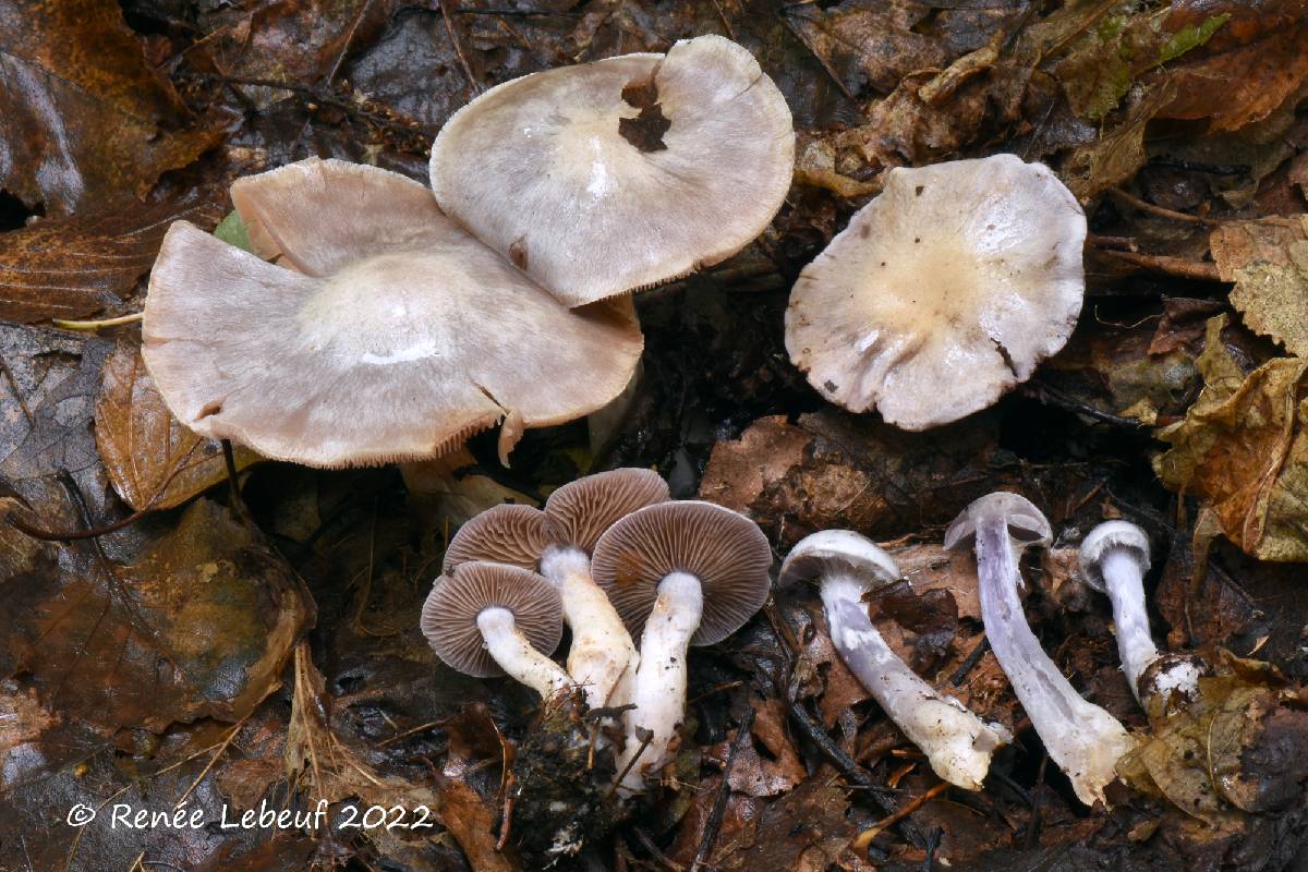 Cortinarius paralbocyaneus image