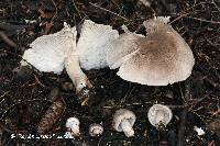 Tricholoma argyraceum image