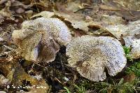 Tricholoma argyraceum image