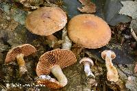 Cortinarius bivelosimilis image