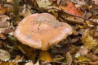 Cortinarius claricolor image