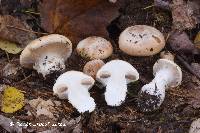 Cortinarius turmalis image