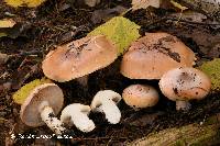 Cortinarius turmalis image